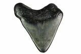 Bargain, Megalodon Tooth - North Carolina #152826-1